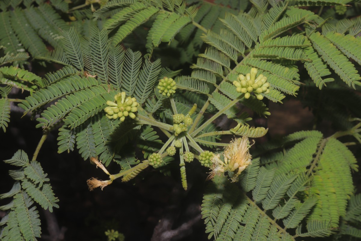 Albizia amara (Roxb.) Boivin